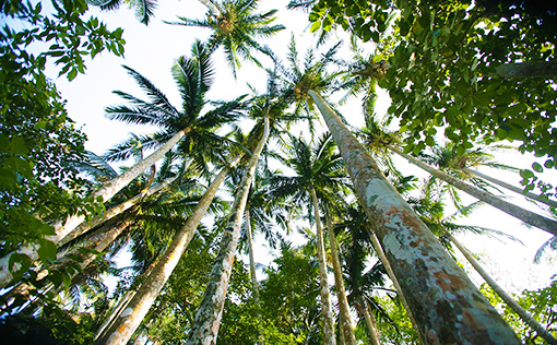 Yaeyama palm virgin forest