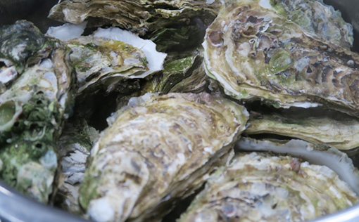 Oysters of the Buzen sea