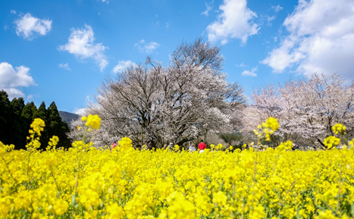 一心行の桜